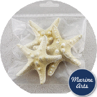 8988-P8 - Craft Pack - Sea Bleached Knobbly Starfish